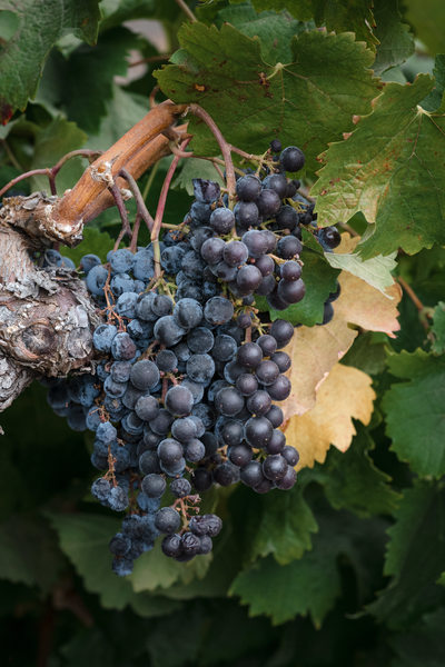 Details at a Ledson Winery Wedding