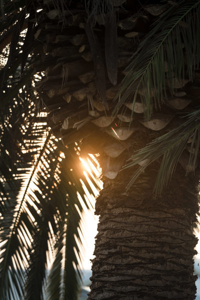 Carneros Resort and Spa Best Napa Photographers