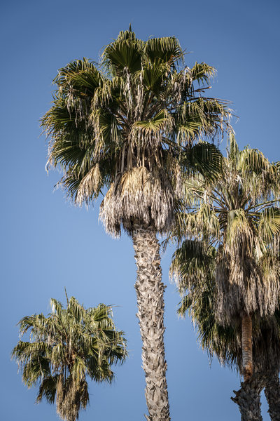 Palm Trees Santa Barbara Photographers Bacara Wedding