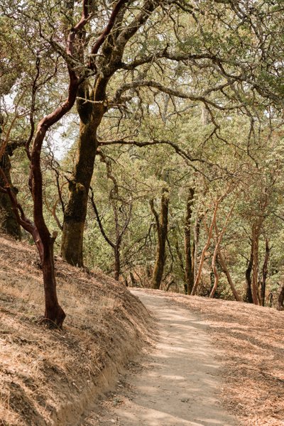 Wedding and Event Photographers Montage Healdsburg