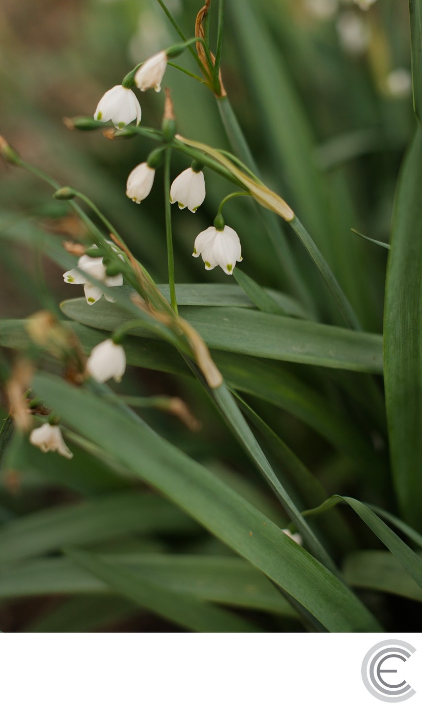 Cornell Botanic Gardens Engagement Photos