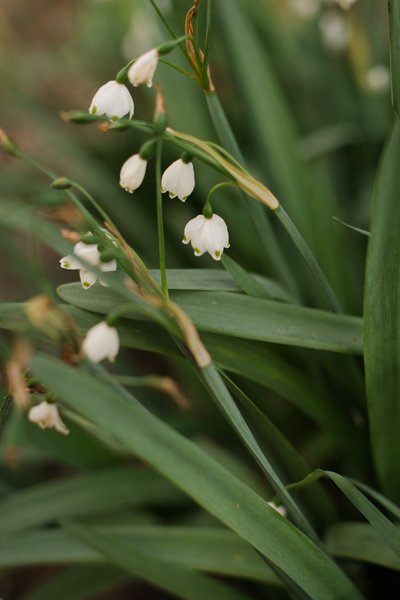 Cornell Botanic Gardens Engagement Photos