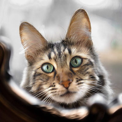 Cat Portraits - Turkish Angora - Pet Photography