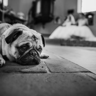 Hond op bruiloft trouwfoto