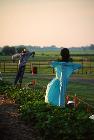 Amish Photographs