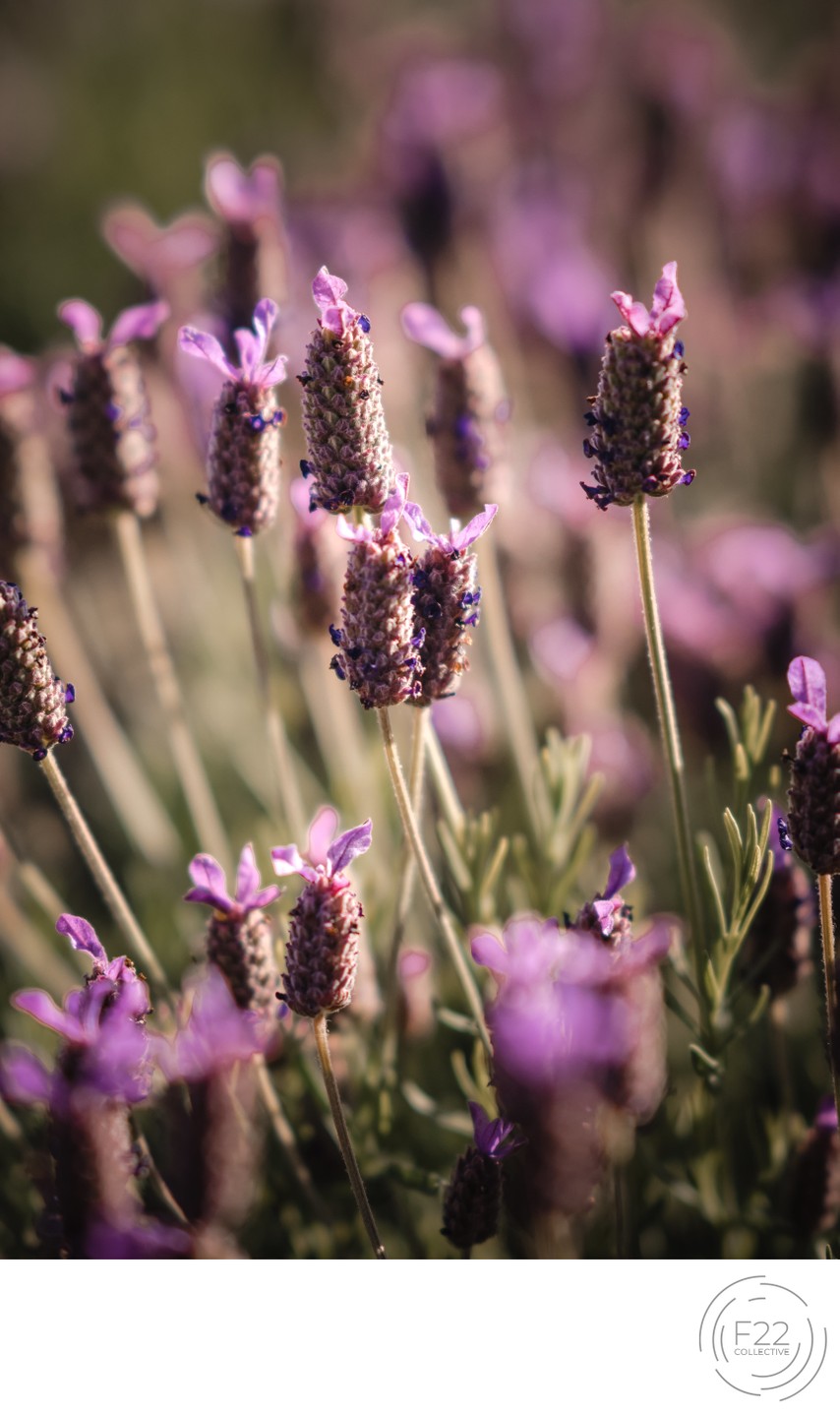 Lavender Sacramento Wedding Photographers