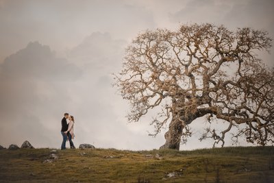 Sacramento Wedding Photographers Oak Tree Engagement