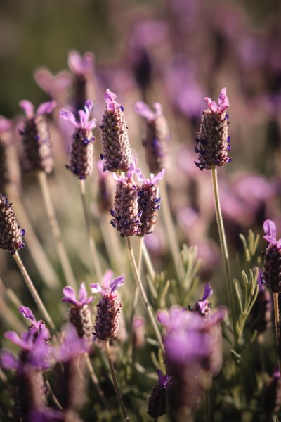 Lavender Sacramento Wedding Photographers