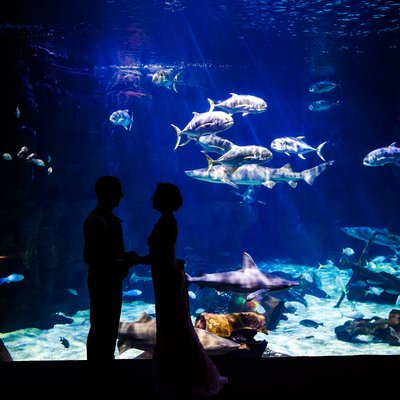 Virginia Aquarium Wedding - Shark Tank love