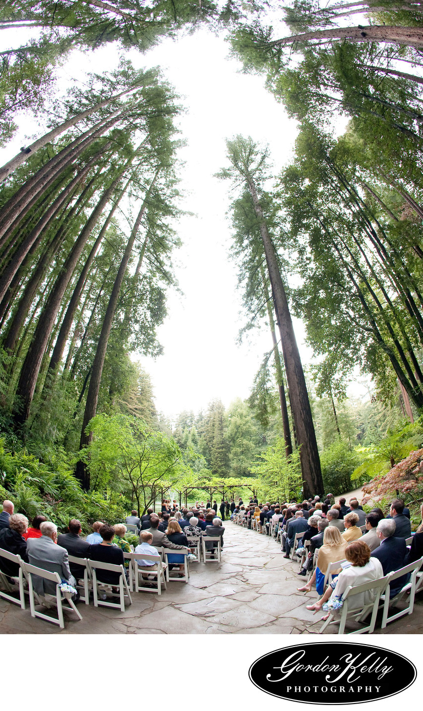 Nestldown Wedding Photography, Redwood Trees
