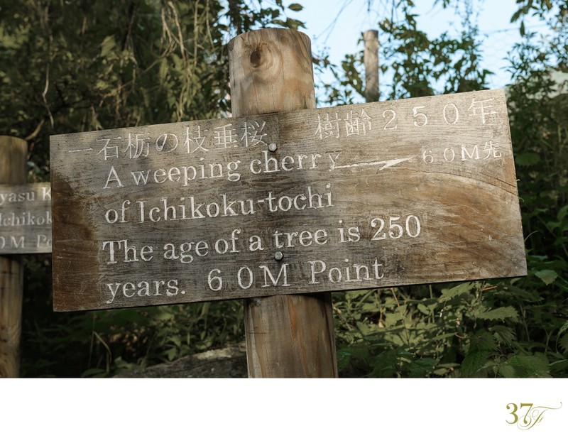 Cherry Blossom on the Nakasendo Way