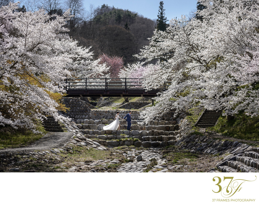 Best Sakura Pre-Wedding Photos Japan