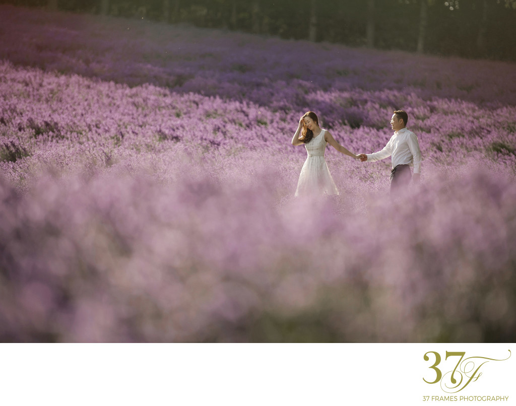Hokkaido Lavender Pre-Wedding