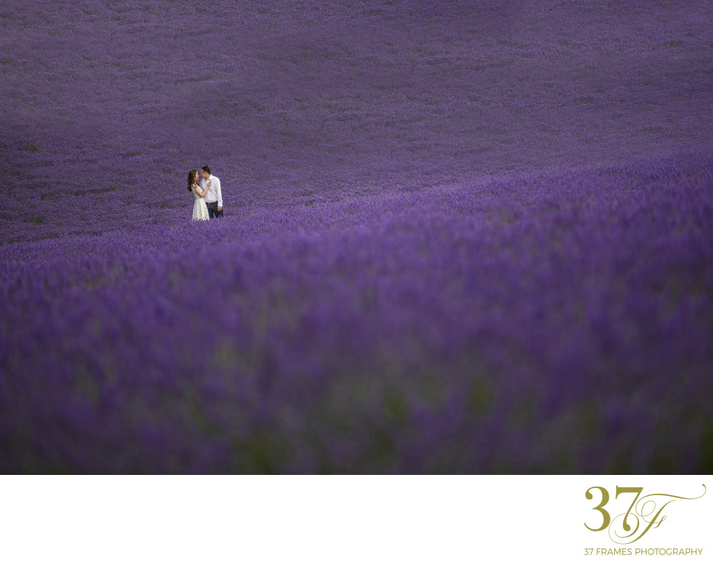 Hokkaido Lavender Elopement Photographer