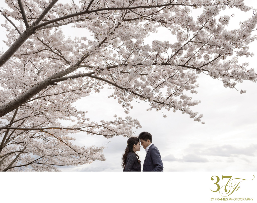 A Kyoto Cherry Blossom Love Story