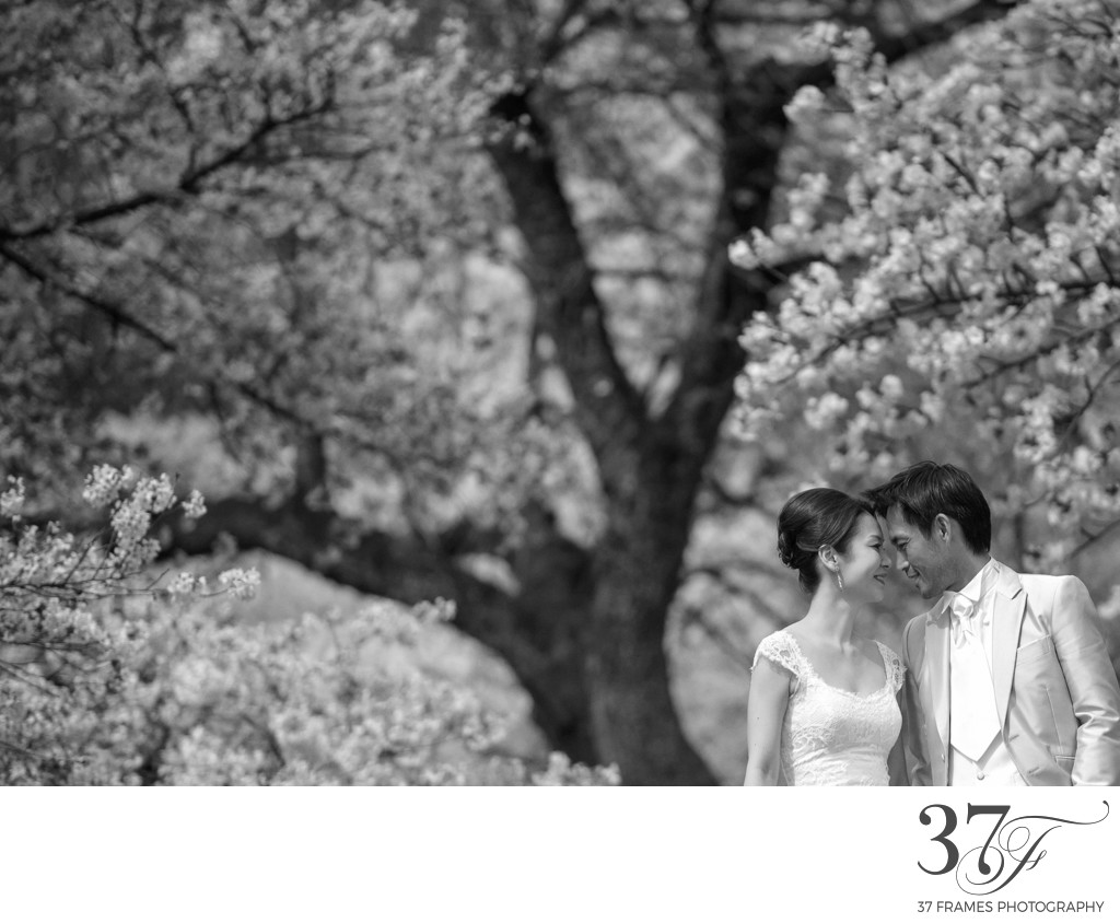 Get Married in Japan | Cherry Blossom Wedding