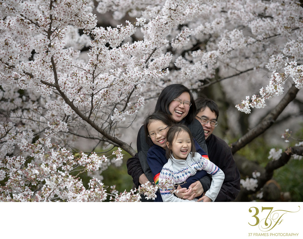 Cherry Blossom Family Photography Packages
