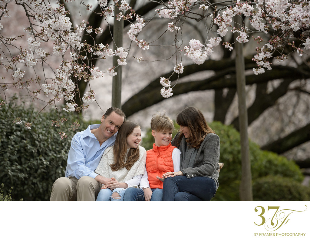 Family Photos in Cherry Blossoms