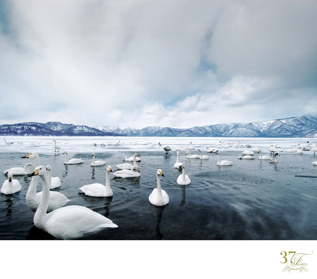 Swan Lake | Lake Kussharo
