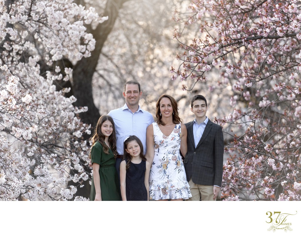 Tokyo Family Photographer | Cherry Blossom Portraits