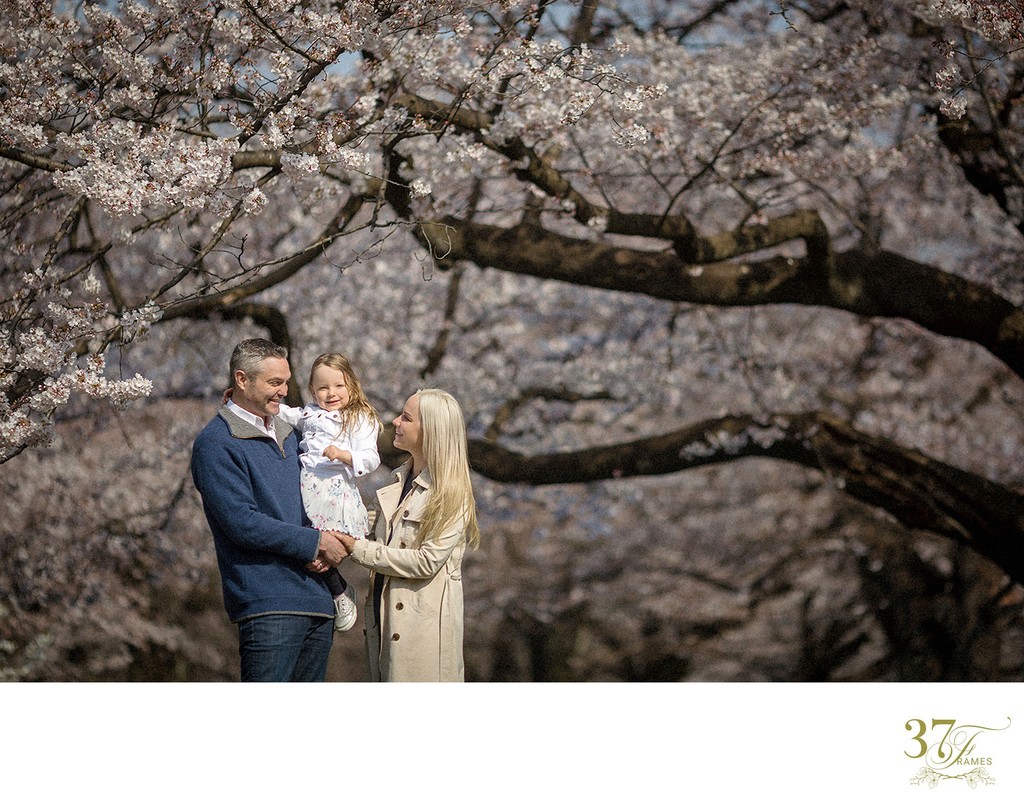 FAMILY PORTRAIT PHOTOGRAPHY IN TOKYO - Cherry Blossoms