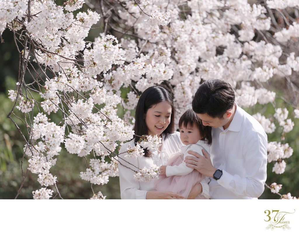 Family Portraits in Tokyo's Cherry Blossoms