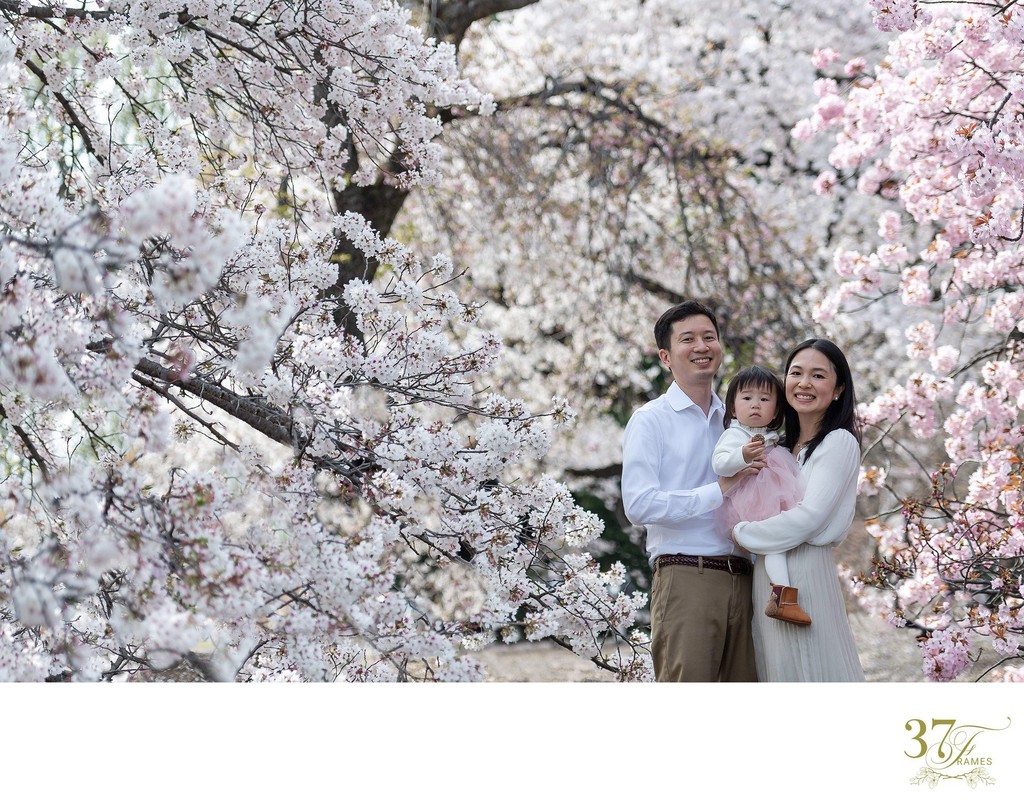 Family Portraits in Tokyo's best Cherry Blossoms