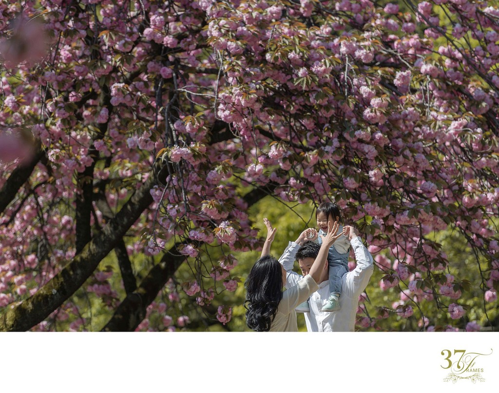 Sakura Delicacy: Portraits Amid Shinjuku's Blooms