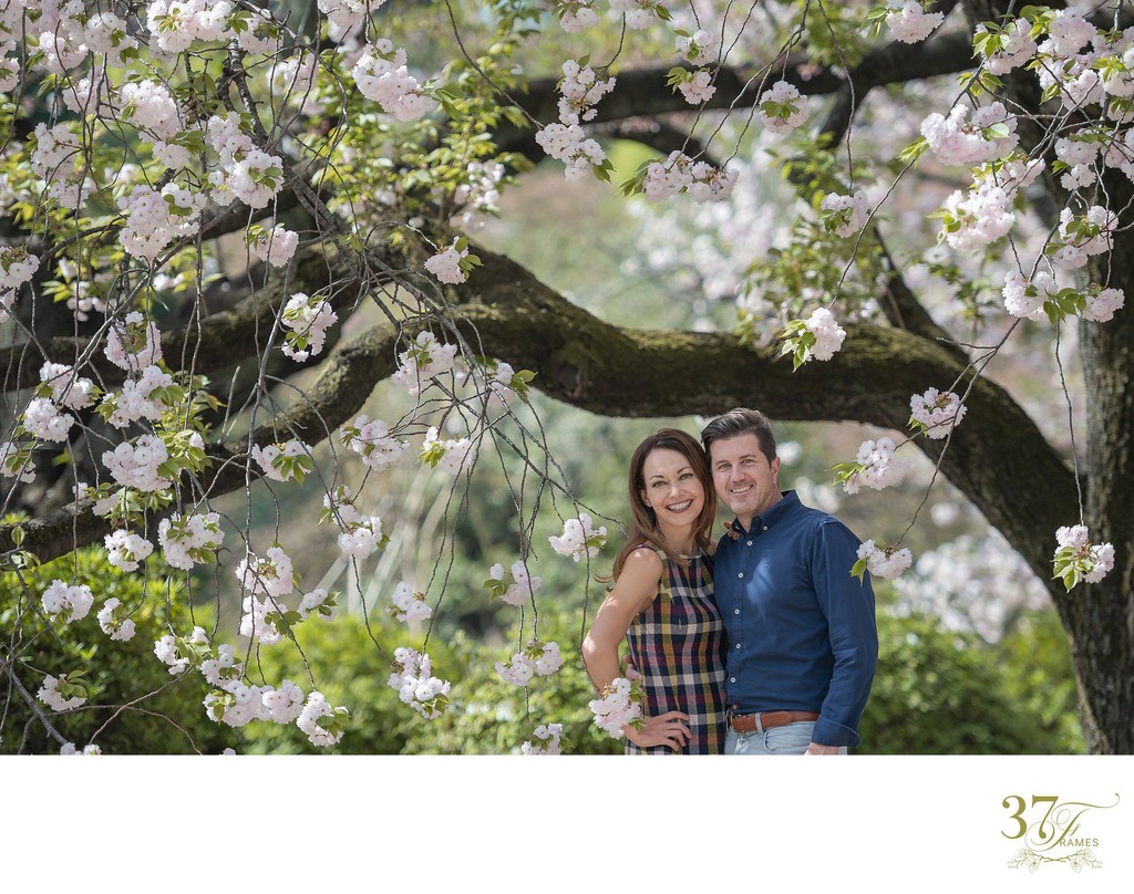 Family Portraits in Shinjuku's stunning Cherry Blossoms