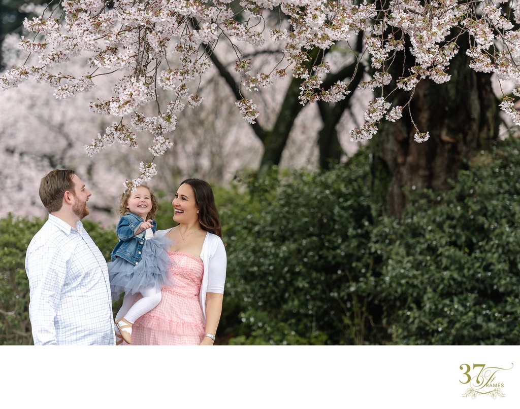 Family Portraits Cherry Blossoms in Shinjuku