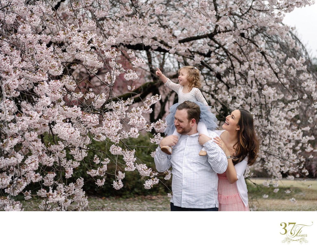 Tokyo's Cherry Blossoms: Family Portraits in Shinjuku