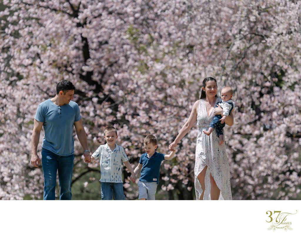 Family Portraits Amid Cherry Blossoms in Shinjuku