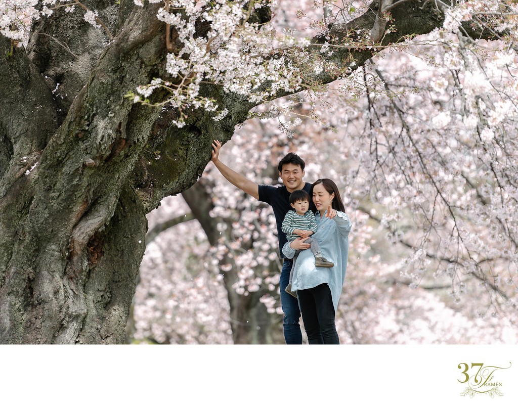 Springtime: Family Portraits Amid Shinjuku's Blossoms