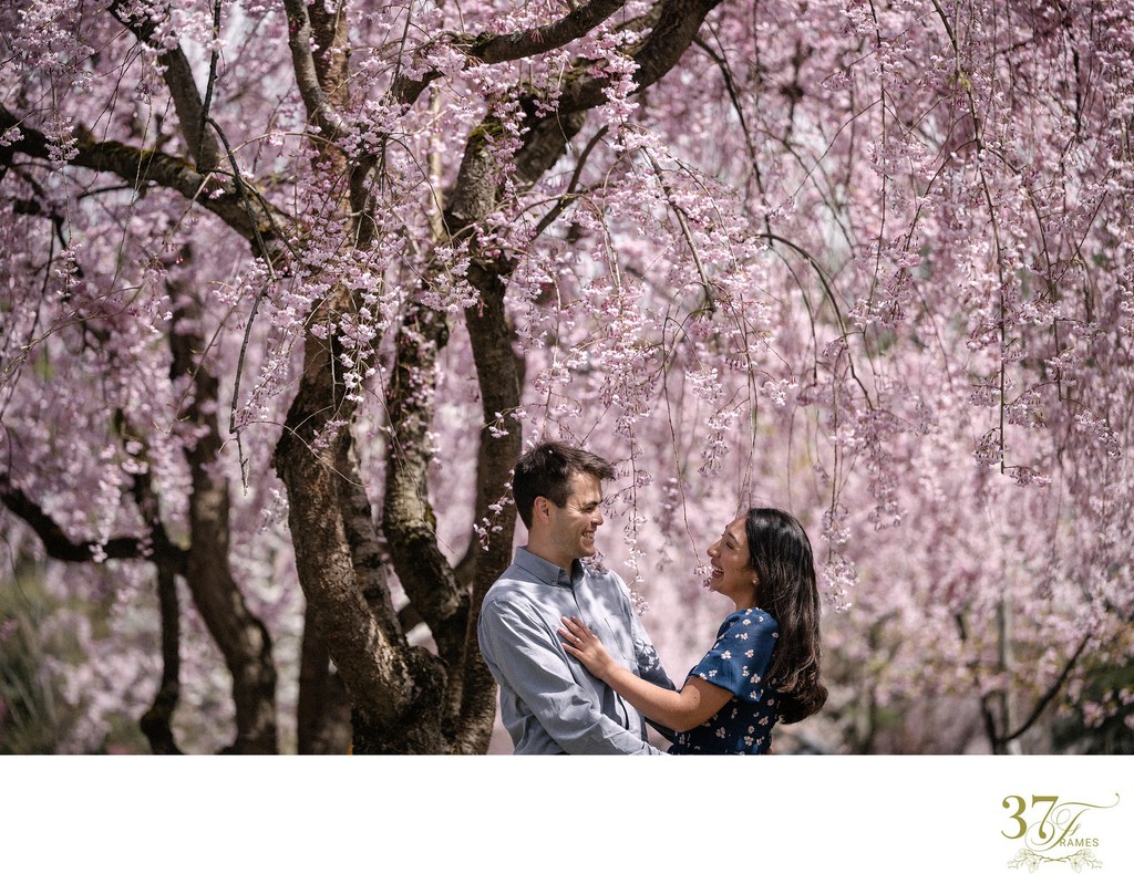 Sakura Love Stories: Engagements in Aomori