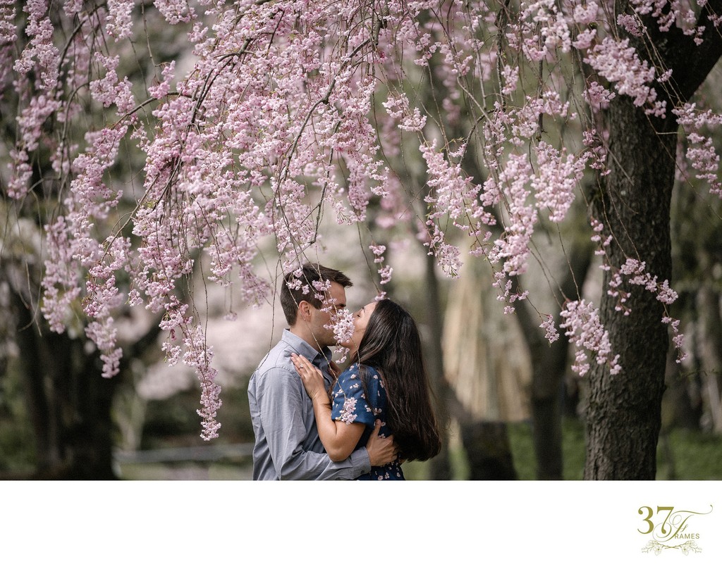 Japan's Cherry Blossom Engagement Photography