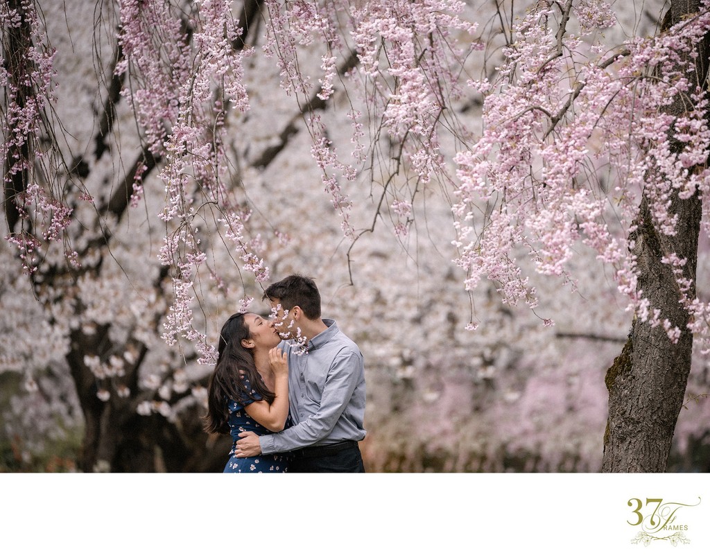 Kawaguchiko Cherry Blossom Engagement Photography