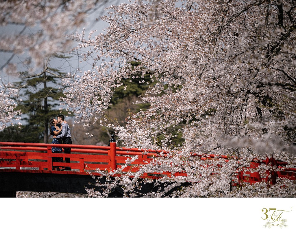 Romantic Cherry Blossom Proposal in Aomori