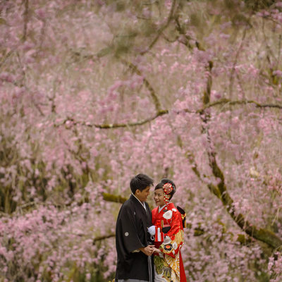 Kyoto Cherry Blossoms in Wedding Kimono