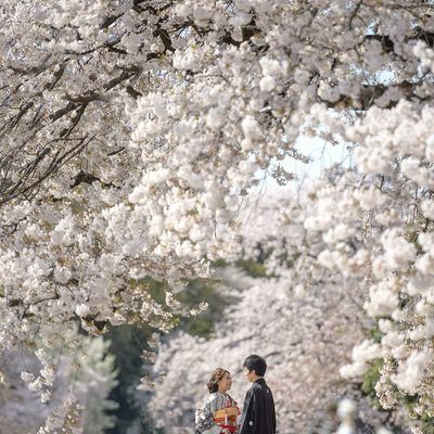 Best Tokyo Pre-Wedding Sakura Photos