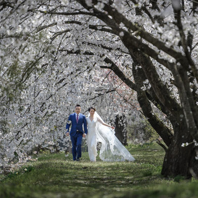 Cherry Blossom Elopement Packages in Japan