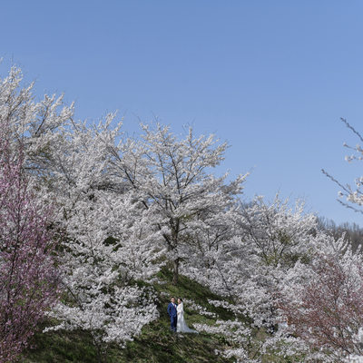 Elope Under the Cherry Blossoms in Japan