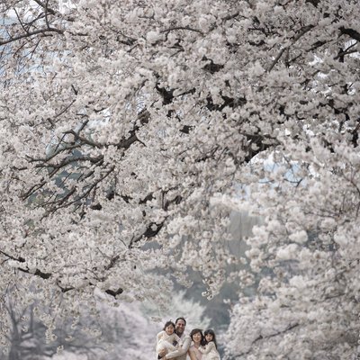 Amazing Cherry Blossom Locations in Tokyo for Families