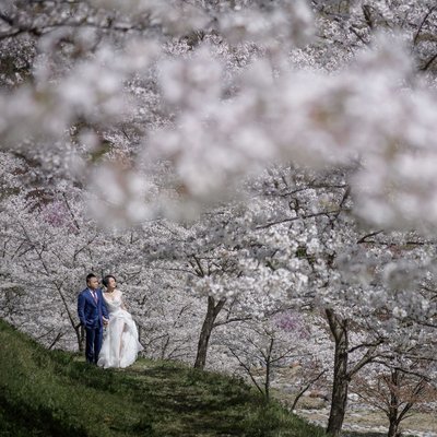 Private Cherry Blossom spots to elope in Japan