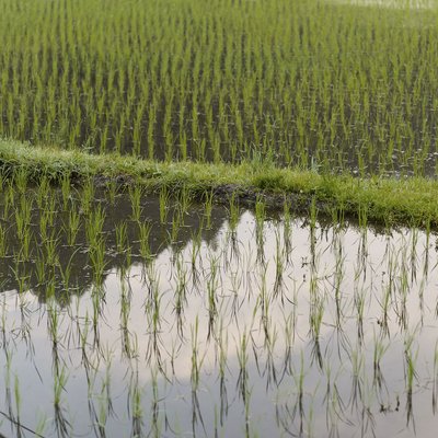 Rice Fields on the Nakasendo Way