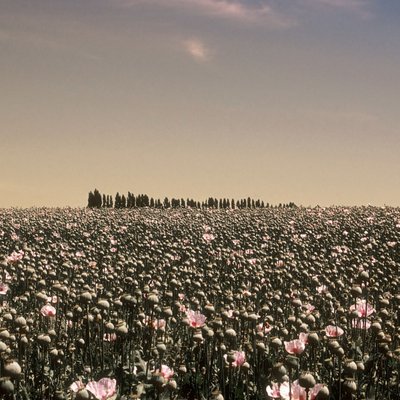 Poppy Fields in Tasmania