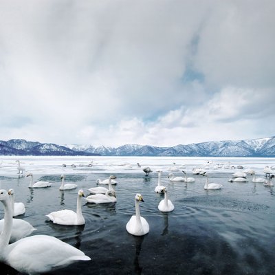 Swan Lake | Lake Kussharo