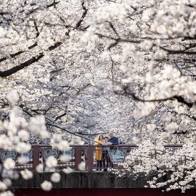 Blooms: Portraits in NakaMeguro's Spring Splendor