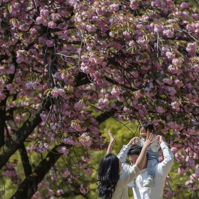 Sakura Delicacy: Portraits Amid Shinjuku's Blooms
