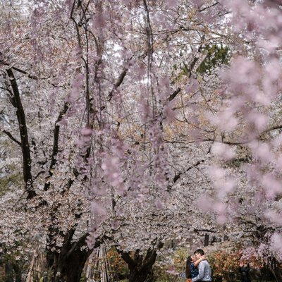 Aomori Cherry Blossom Surprise Proposal Photography