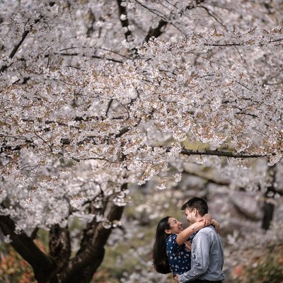 Romantic Sakura Proposals in Aomori